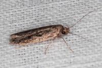 Hofmannophila pseudospretella