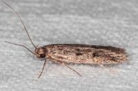Hofmannophila pseudospretella