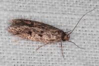 Hofmannophila pseudospretella
