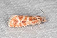 Rhyacionia pinicolana