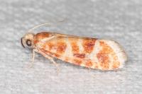 Rhyacionia pinicolana