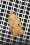 Acleris ferrugana/notana