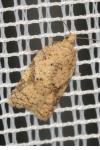 Acleris ferrugana/notana