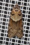 Tortricodes alternella