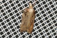 Acleris cristana