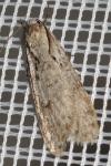 Semioscopis avellanella