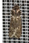 Diurnea fagella