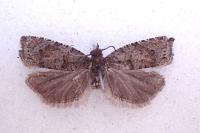 Rhopobota stagnana