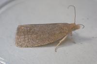 Celypha rufana