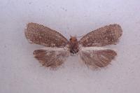 Celypha rufana