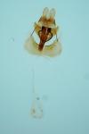 Celypha rufana