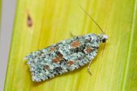 Acleris literana