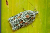Acleris literana