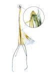 Heliozela sericiella