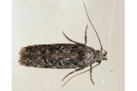 Carpatolechia decorella