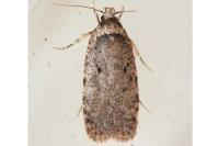 Agonopterix