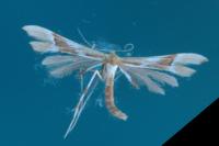 Cnaemidophorus rhododactylus