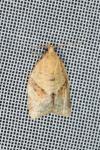Clepsis consimilana