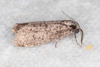 Penestoglossa dardoinella