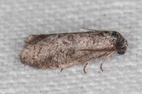 Penestoglossa dardoinella
