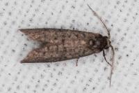 Penestoglossa dardoinella