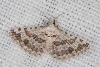 Alucita palodactyla