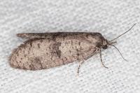Penestoglossa dardoinella