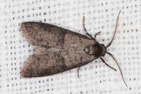 Penestoglossa dardoinella