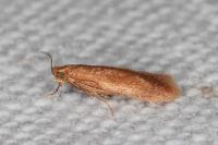 Tischeria
