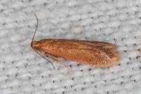 Tischeria