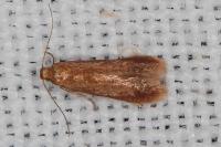 Tischeria