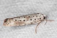 Yponomeuta irrorella