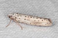 Yponomeuta irrorella