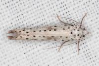 Yponomeuta irrorella