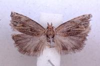 Eucosma cana