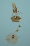 Eucosma cana