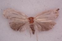 Archips