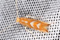 Phyllonorycter