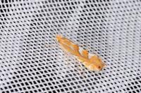 Phyllonorycter
