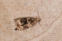 Celypha lacunana