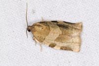 Choristoneura hebenstreitella