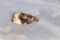Hedya nubiferana