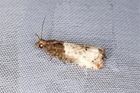 Notocelia roborana