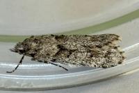 Diurnea fagella