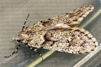 Diurnea fagella