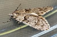 Diurnea fagella