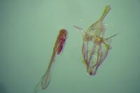 Alucita cymatodactyla
