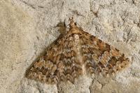 Alucita cymatodactyla
