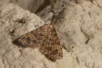 Alucita cymatodactyla