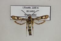 Chamaesphecia tenthrediniformis/empiformis